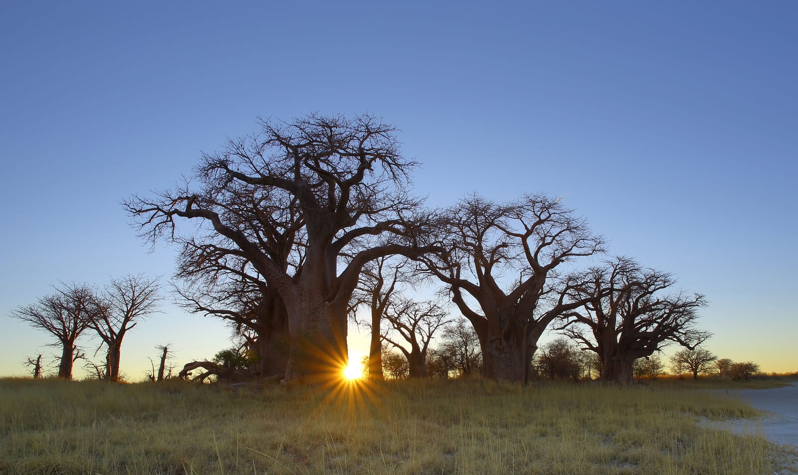 Baobabs im Gegenlicht der tief stehenden Sonne