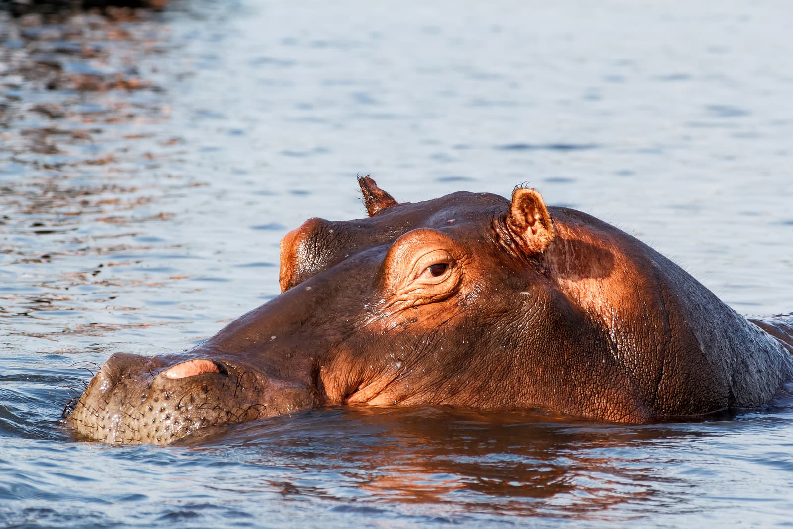 Flusspferd mit dem Kopf über dem Wasser im Chobe