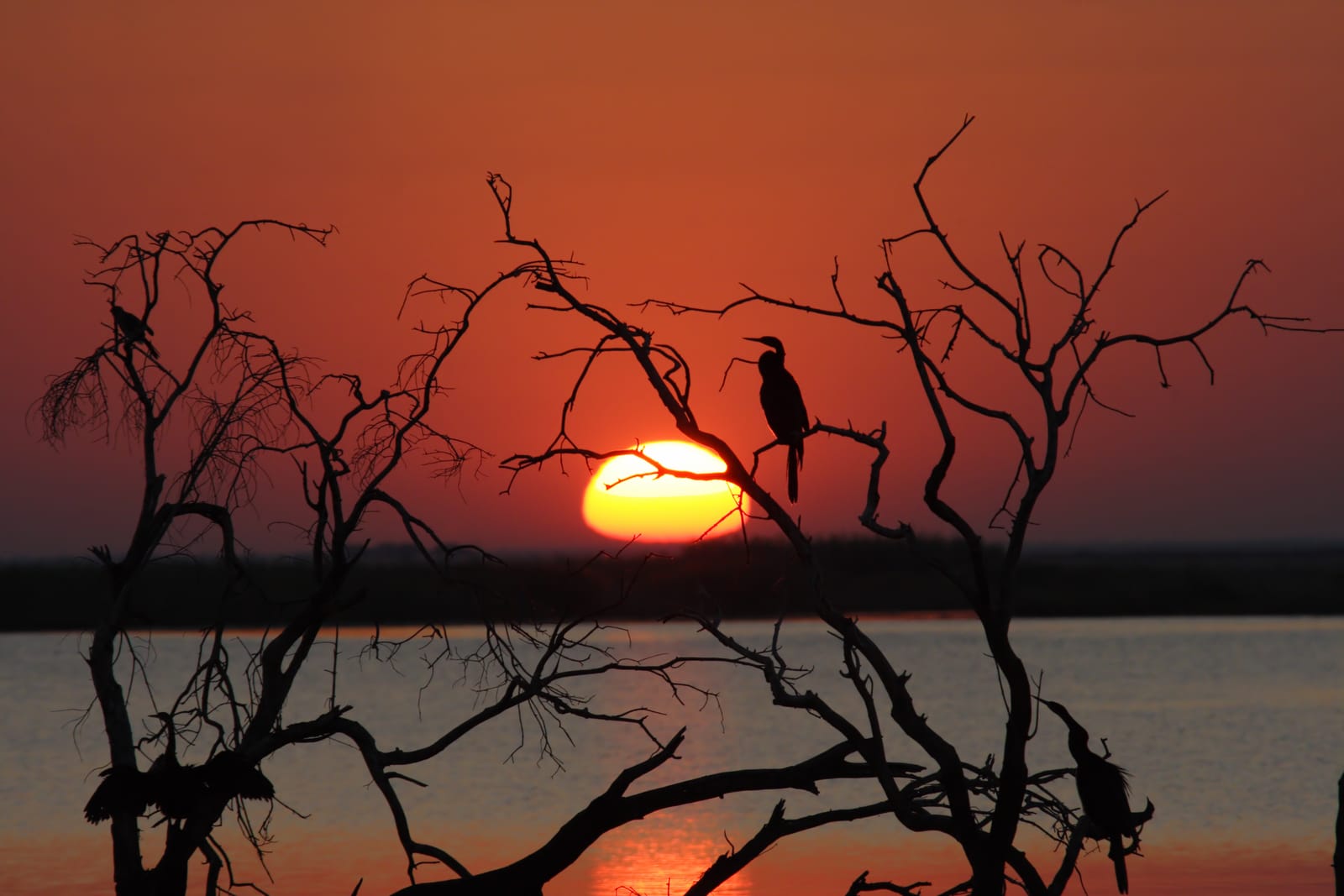 Sonnenuntergang am Chobe, ein Vogel sitzt in kahlen Ästen