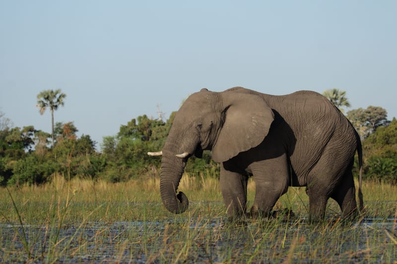 Elefant im nassen Gras vor Fächerpalmen