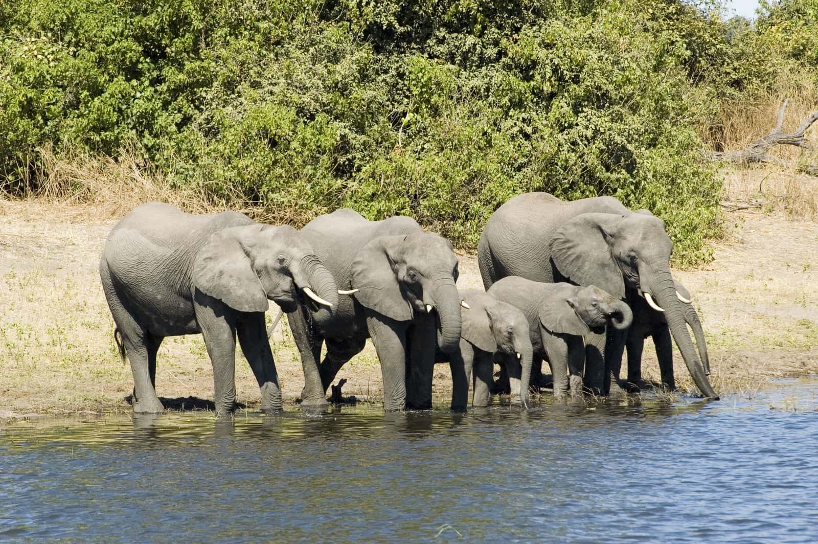 Elefantenfamilie trinkt am Ufer eines Flusses