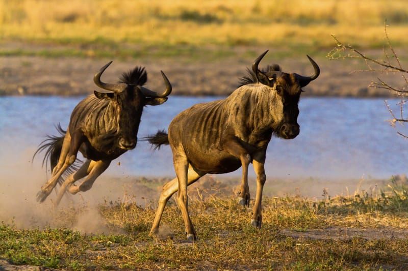 Zwei Gnus springen am Ufer los