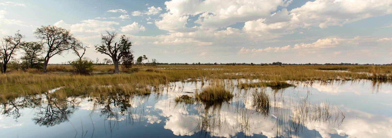 Überflutete Grasebene mit Bäumen im Okavango-Delta, Wolken spiegeln sich im Wasser