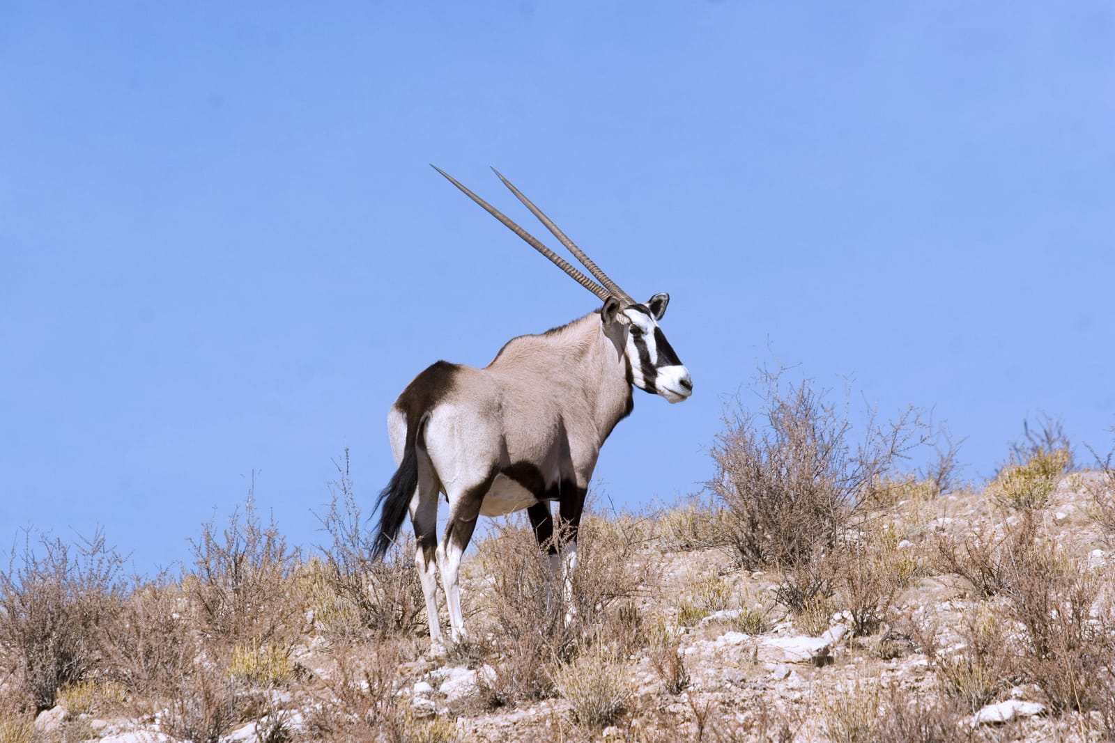 Oryxantilope im Sand des Kgalagadi