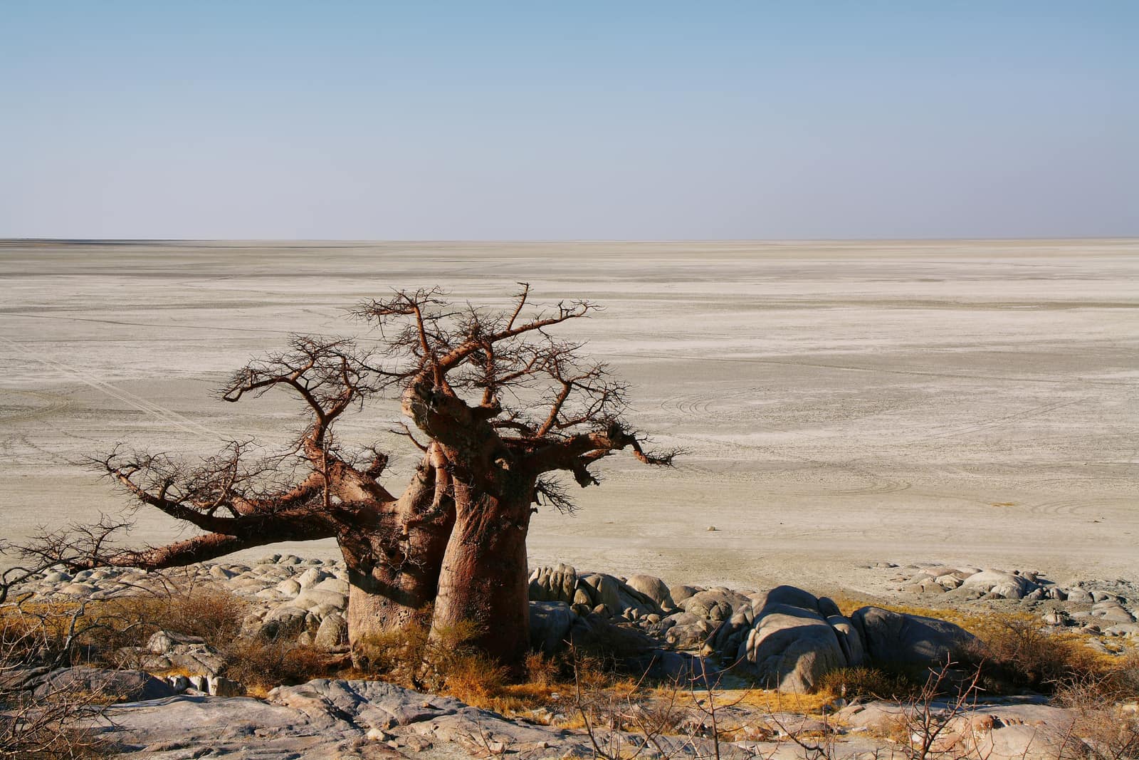 Baobab zwischen Granitfelsen auf Kubu Island