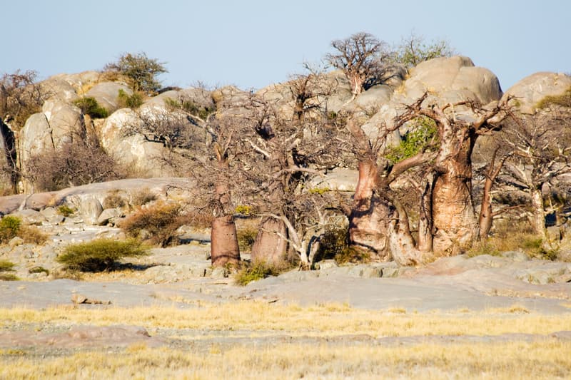 Granitfelsen und Baobabs auf Kubu Island im Abendlicht