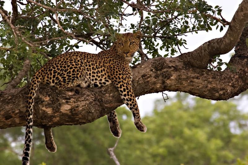 Leopard liegt auf einem Ast