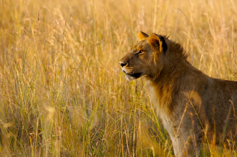 Junger Löwe im hohen goldenen Gras