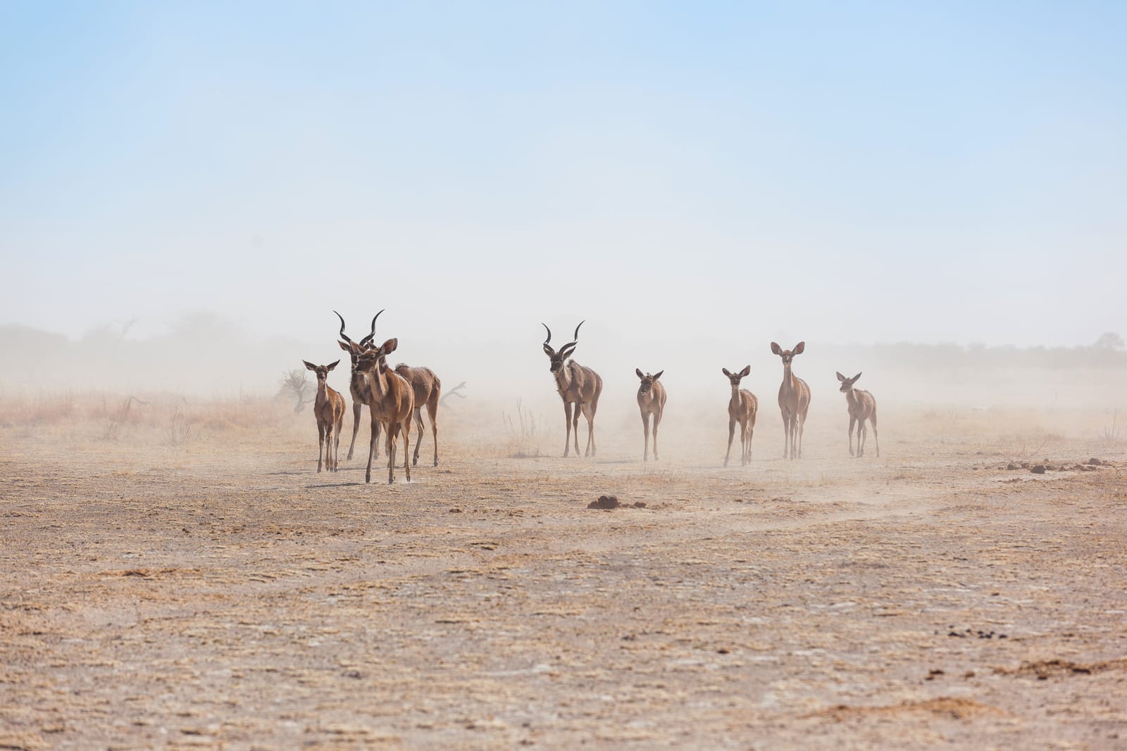 Kudus im Staub einer kahlen Fläche im Nxai-Pan-Nationalpark