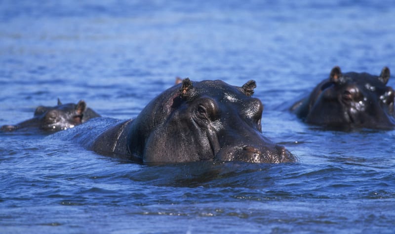 Flusspferde im Wasser des Okavango-Deltas