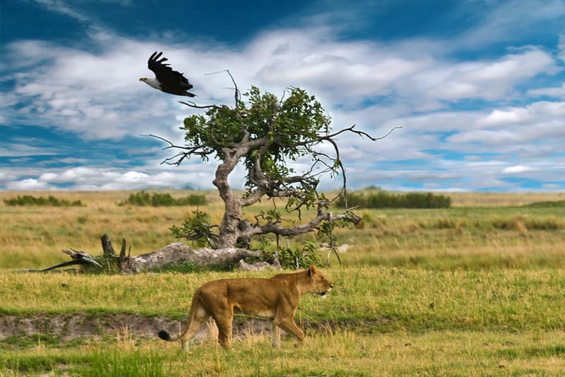 Löwin läuft durch das Gras im Okavango-Delta, darüber ein Geier