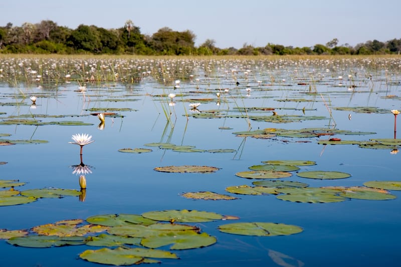 Seerosen auf einer Lagune im Okavango-Delta