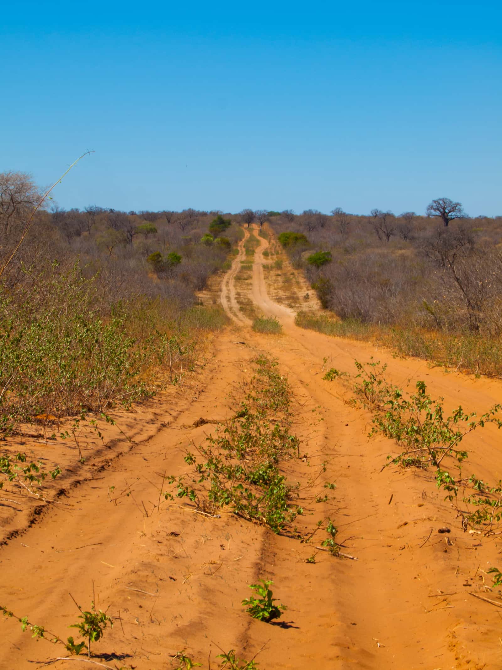 Tiefsandige Piste durch Buschland im Chobe-Nationalpark