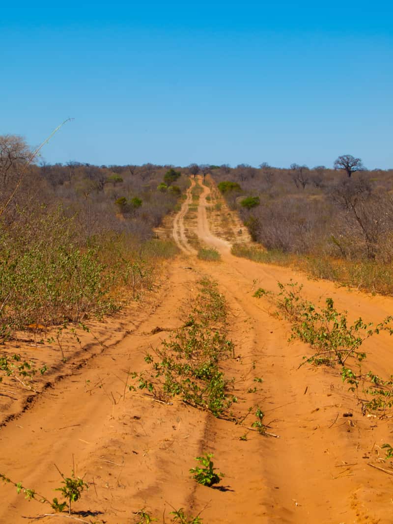 Tiefsandige Piste durch Buschland im Chobe-Nationalpark
